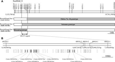 Allelic haplotype combinations at the MS-P1 region, including P-class pentatricopeptide repeat family genes, influence wide phenotypic variation in pollen grain number through a cytoplasmic male sterility model in citrus